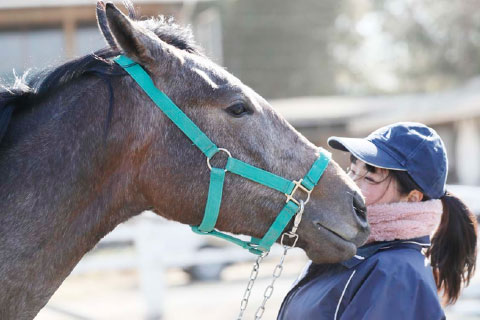 本校が管理する馬、約120頭
担当馬制度で実践的に学べる